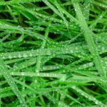 I migliori semi per prato